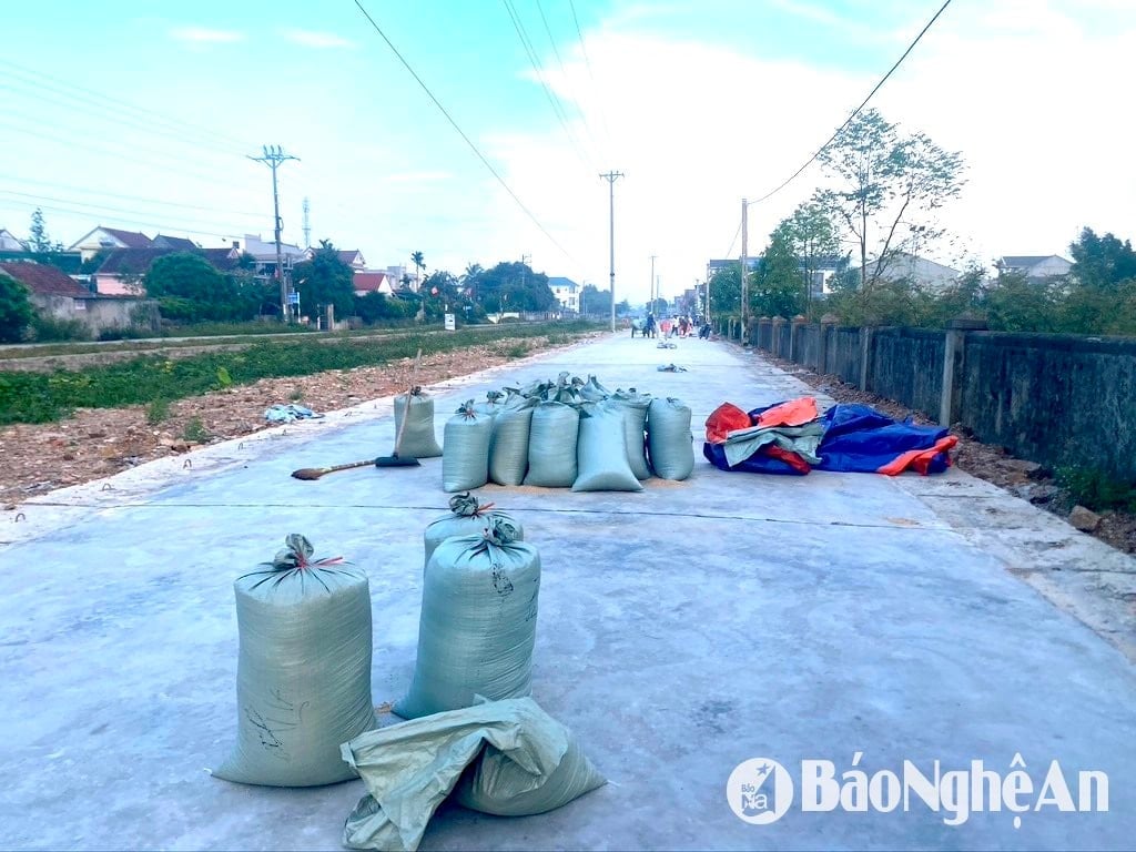 កសិករ​នៅ​ស្រុក Yen Thanh ប្រមូល​ស្រូវ​នៅ​កណ្តាល​ផ្លូវ​ស្ងួត ធ្វើ​ឲ្យ​មាន​ការ​លំបាក​ជា​ខ្លាំង​សម្រាប់​យានជំនិះ​ក្នុង​ការ​ធ្វើ​ដំណើរ។ រូបថត៖ Van Truong