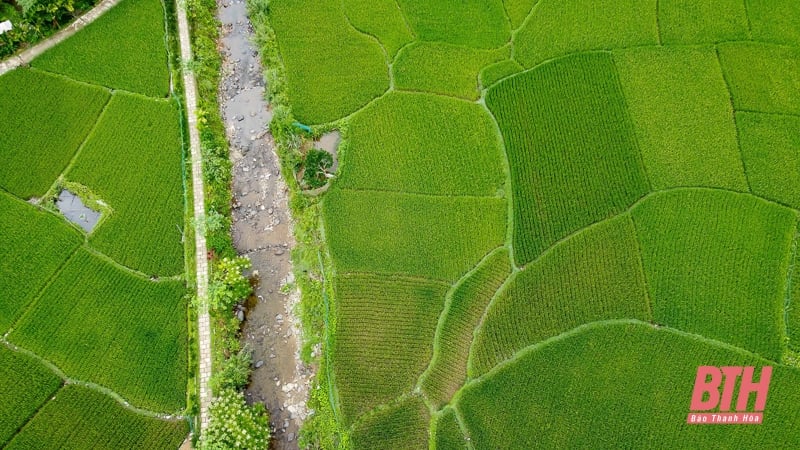 ខូវ មួង ភ្ញាក់នៅកណ្តាលព្រៃ