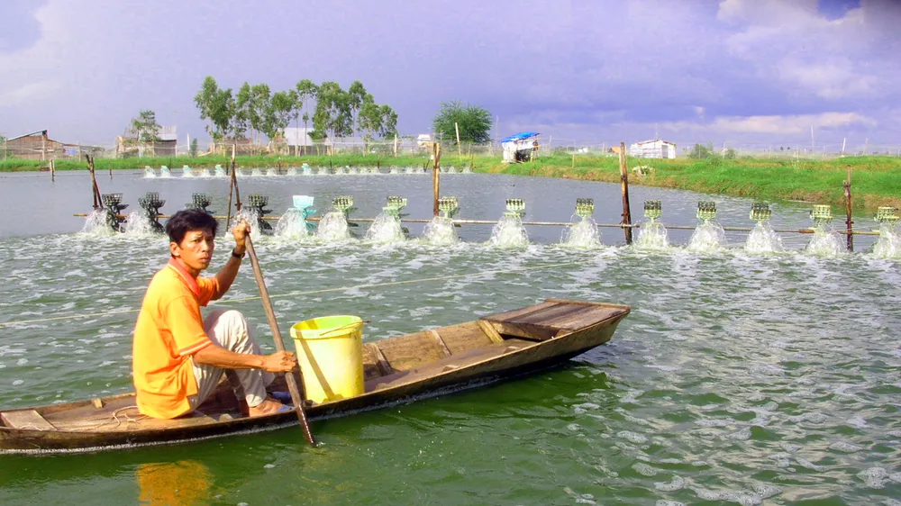 Water quality is declining, the risk of disease in shrimp farming areas is very high.