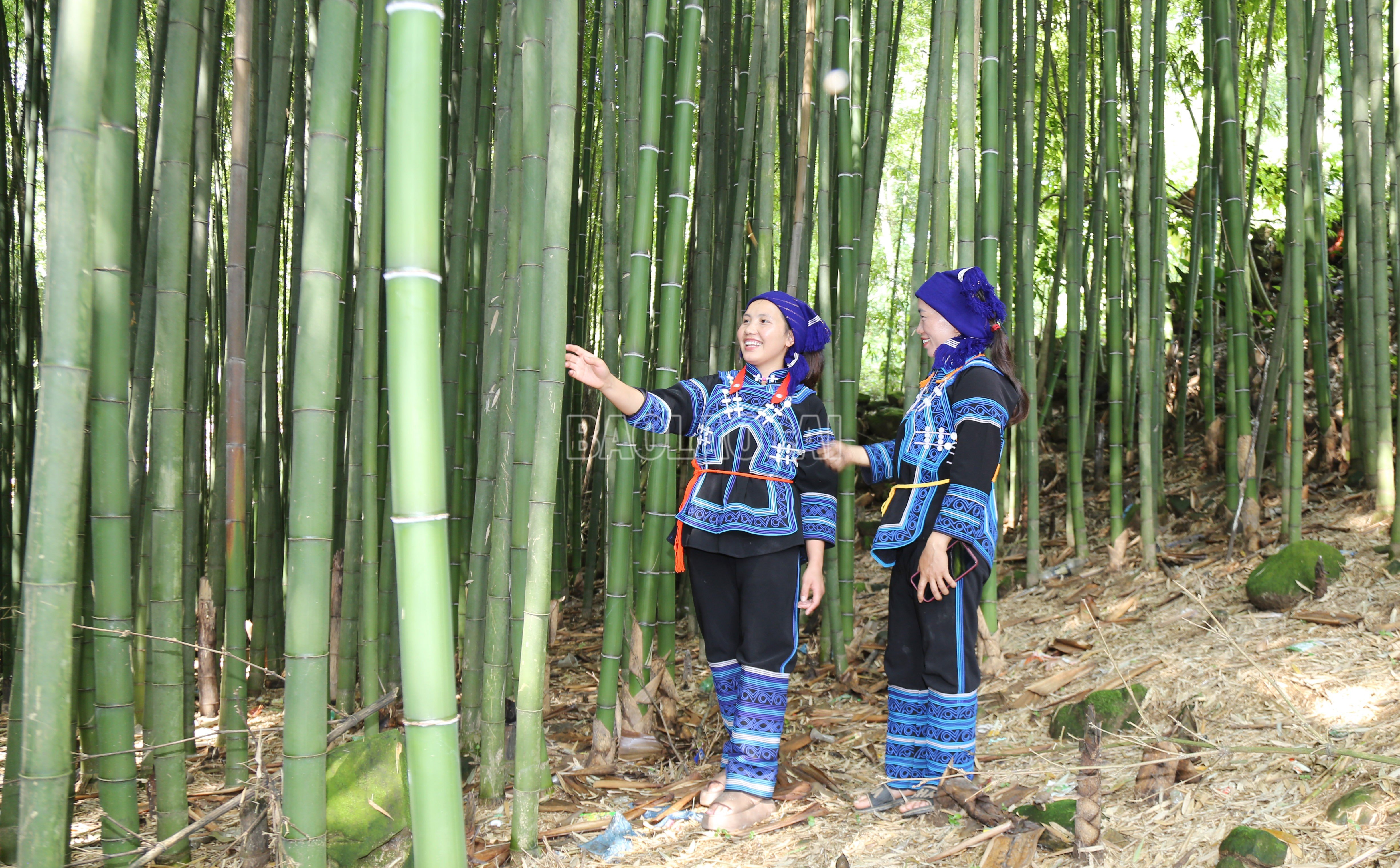 baolaocai-c_img-9478.jpg