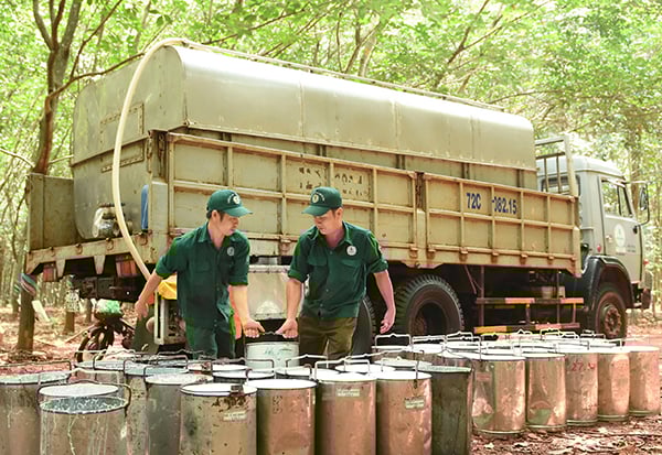 Công nhân Công ty CP Cao su Bà Rịa gom mủ đưa về nhà máy chế biến.