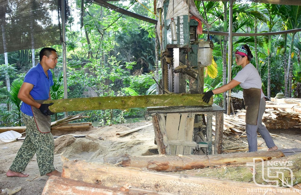 លោក Vu Van Truong និងភរិយា នៅភូមិ Ban Cai ឃុំ Yen Trach (Phu Luong) រកចំណូលបានជាង ១០លានដុង/ខែ ពីការងារកាប់ឈើក្បែរផ្ទះ។