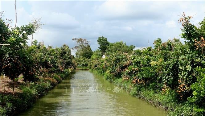 Diện tích trồng nhãn tập trung chủ yếu ở huyện Cờ Đỏ, quận Ô Môn.