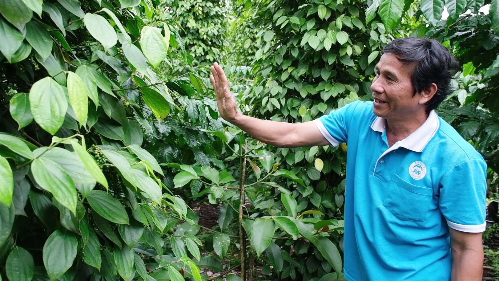 Bauern in der Gemeinde Loc Quang pflegen Pfeffergärten zwischen Kaffeebäumen