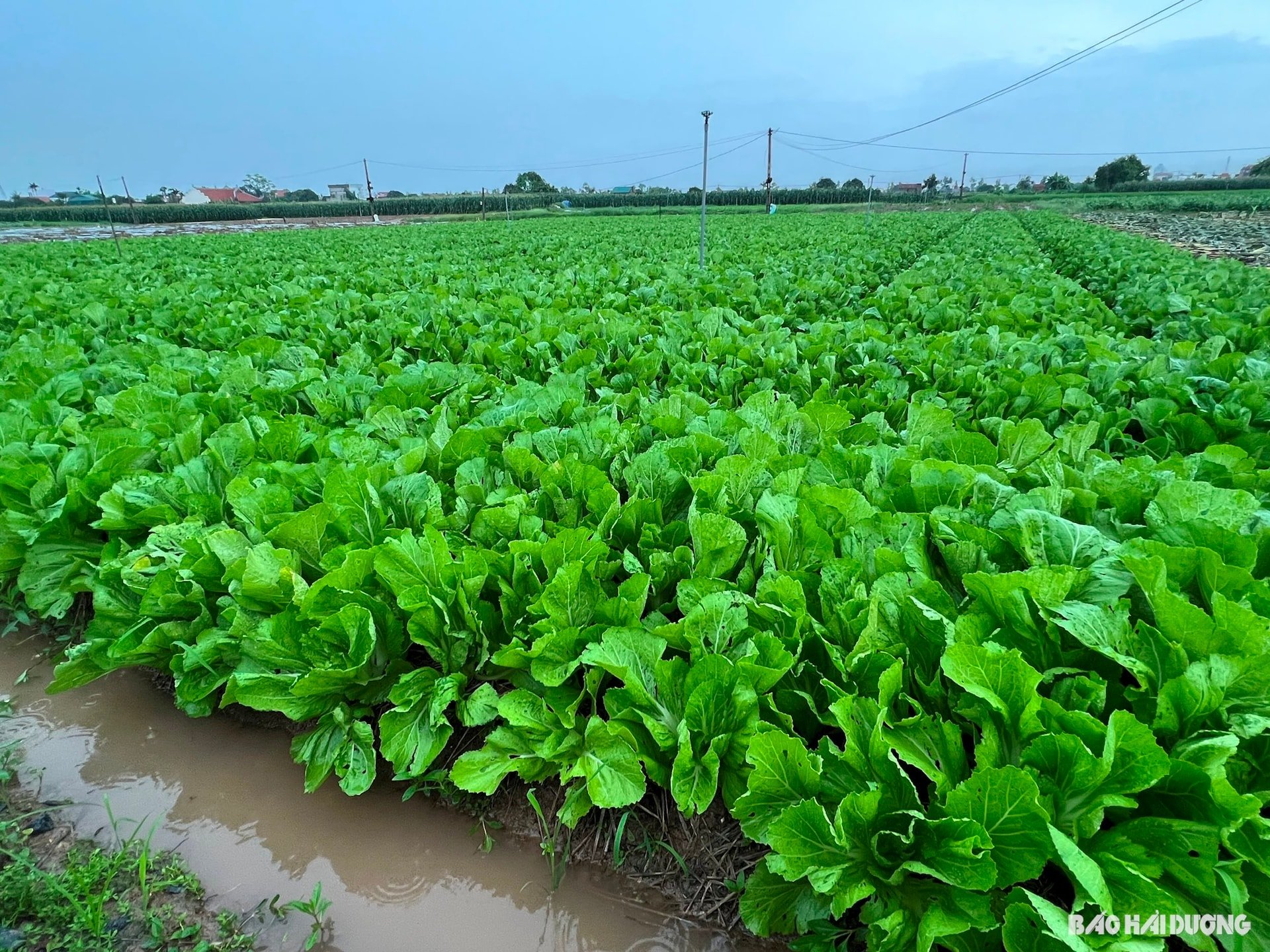 spring-green-vegetables.jpg