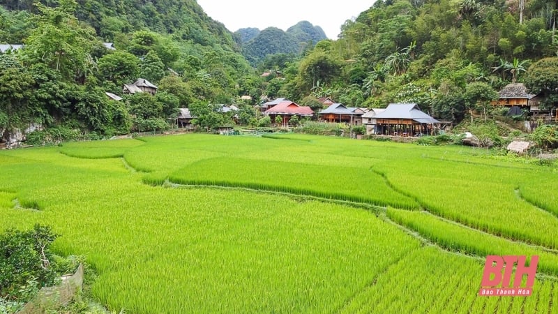 ខូវ មួង ភ្ញាក់នៅកណ្តាលព្រៃ