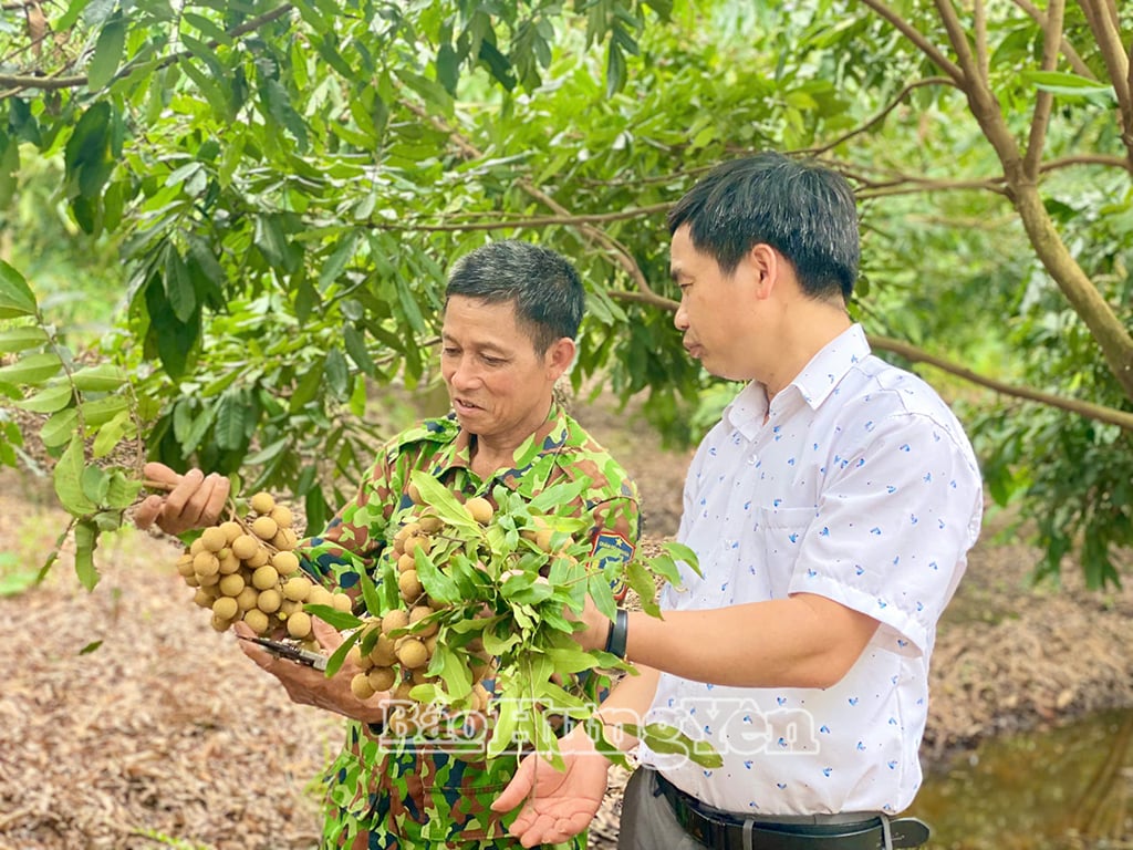 លោក ដួង វ៉ាន់អ៊ឹង ចែករំលែកបទពិសោធន៍ក្នុងការថែទាំដើមវែង