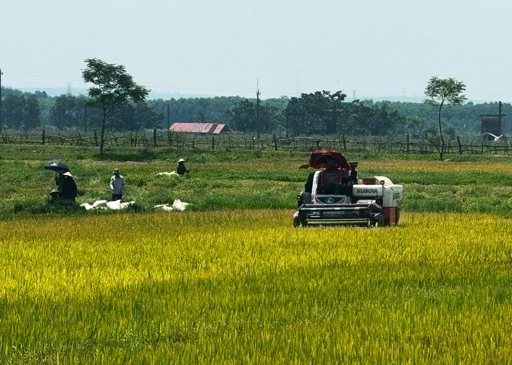 កសិករ​នៅ​ស្រុក Le Thuy ប្រមូល​ផល​ស្រូវ​រដូវ​រងា។