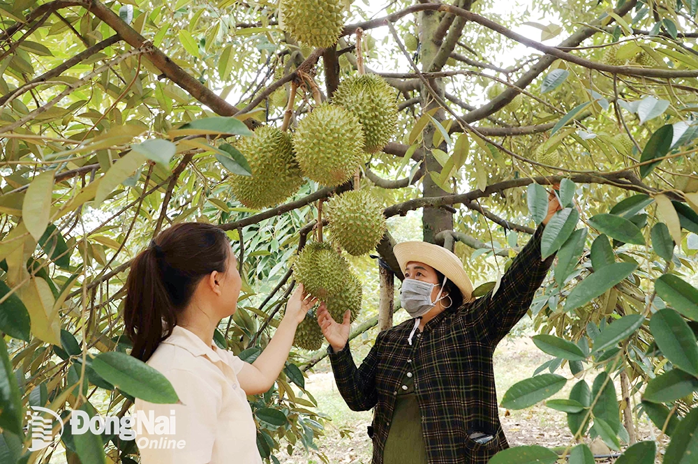 Vùng trồng sầu riêng xuất khẩu tại xã Đak Lua, huyện Tân Phú. Ảnh: B.Nguyên