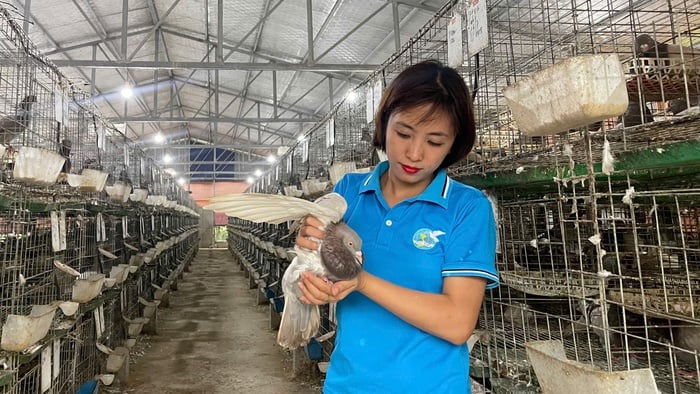 Người cán bộ Hội tiên phong xây dựng mô hình nuôi chim bồ câu Pháp- Ảnh 1.