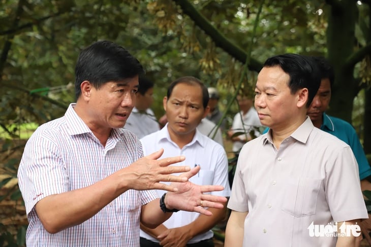 sầu riêng  - Ảnh 3.