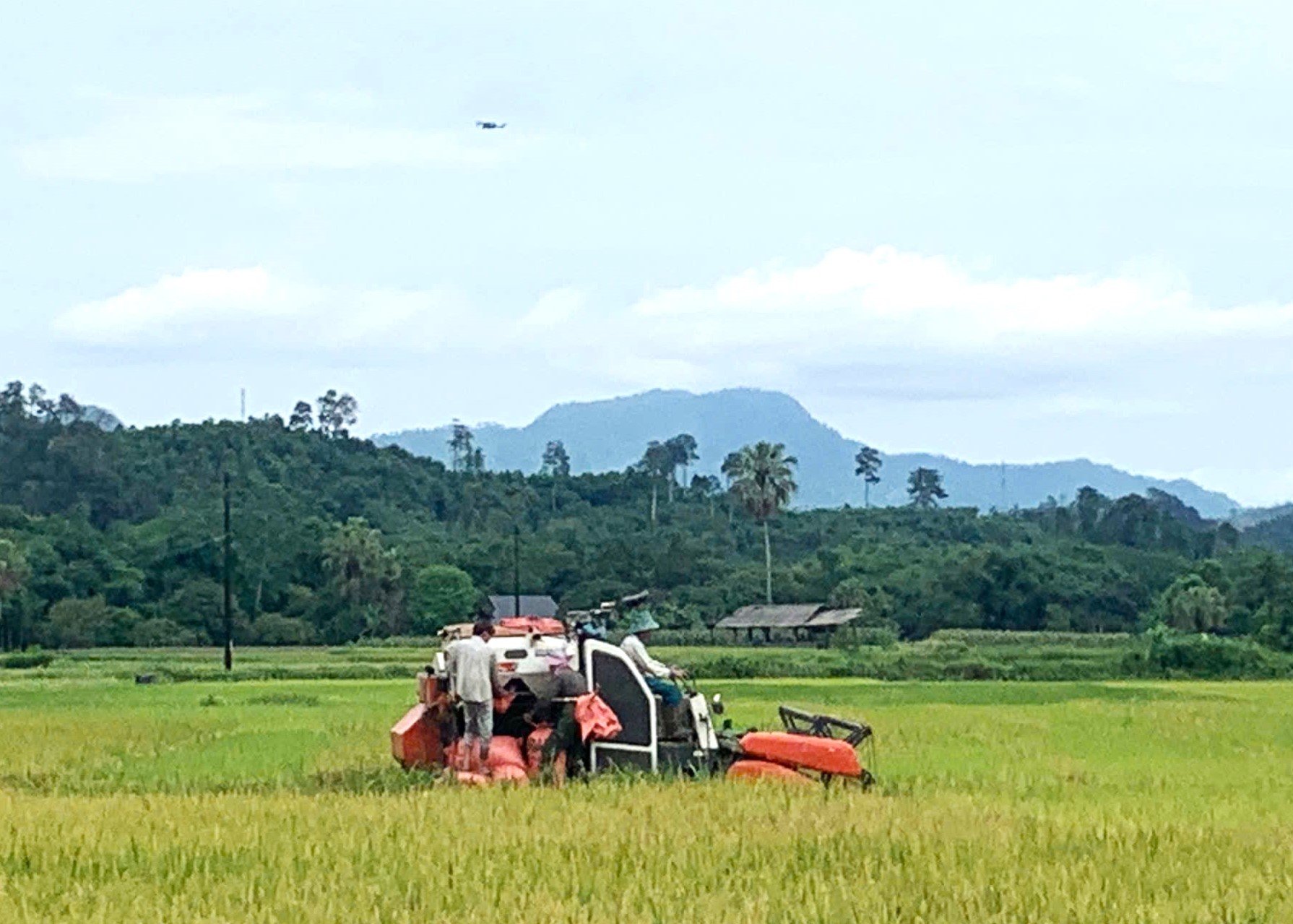 ប្រជាជនឃុំ Viet Lam (Vi Xuyen) ប្រមូលផលស្រូវដើមរដូវ។