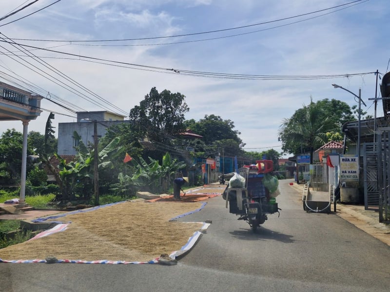 ផ្លូវ​ក្លាយ​ជា​កន្លែង​សម្ងួត​ស្រូវ -0