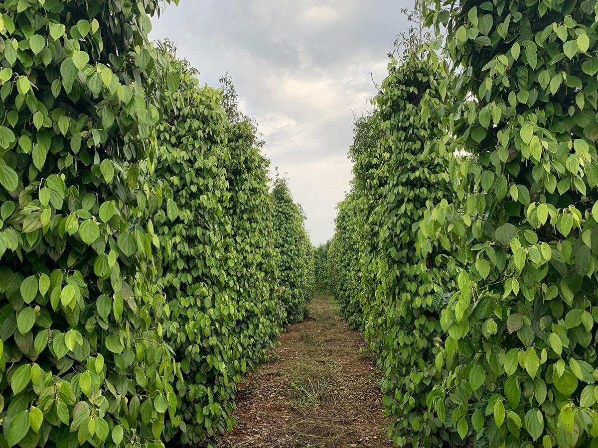 Pepper price today 5/24/2025: Record sharp drop