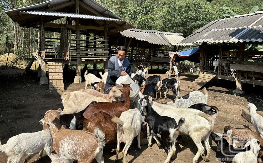 គ្រួសារមួយនៅក្នុងឃុំ Tan Long (Dong Hy) បានទទួលប្រាក់កម្ចីគោលនយោបាយដើម្បីអភិវឌ្ឍផលិតកម្ម និងលើកកម្ពស់ប្រាក់ចំណូល និងជីវភាពរស់នៅ។
