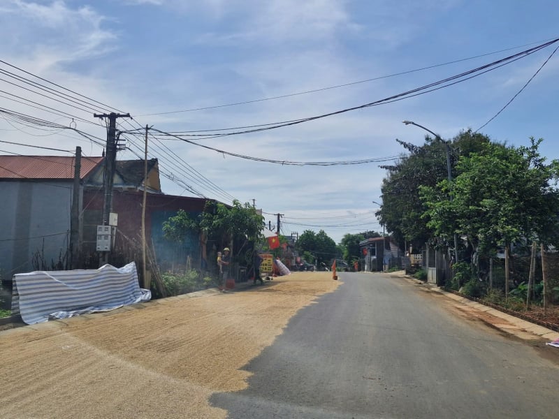 ផ្លូវ​ក្លាយ​ជា​កន្លែង​សម្ងួត​ស្រូវ -0