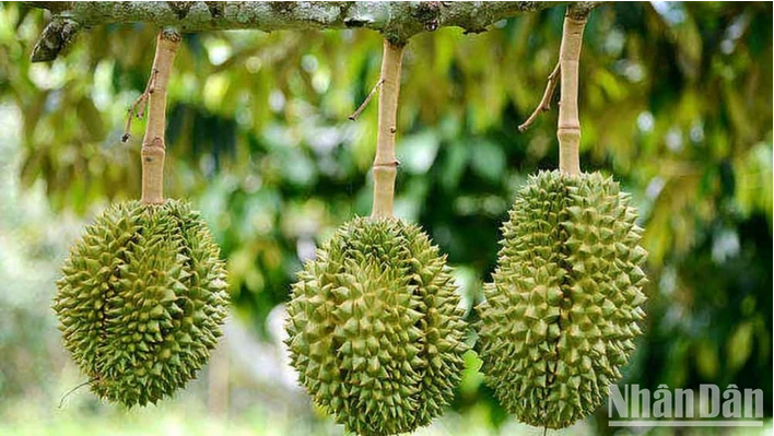 ក