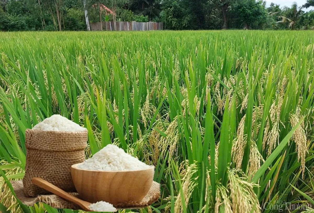Giá lúa gạo hôm nay ngày 24/5: Lúa tươi quay đầu tăng