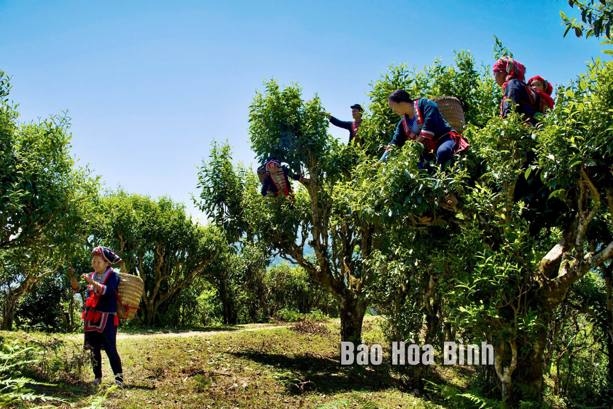 Fin Ho Tra - tea brand of the Red Dao people in Ha Giang