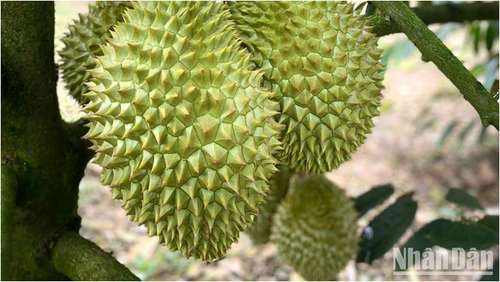 ក