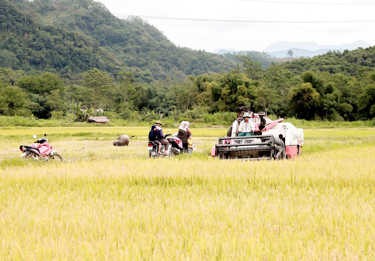 Từ lời căn dặn của cố Chủ tịch nước Trần Đức Lương, bà con thôn Chang, xã Việt Lâm (Vị Xuyên) đã tập trung phát triển nông nghiệp hàng hóa.