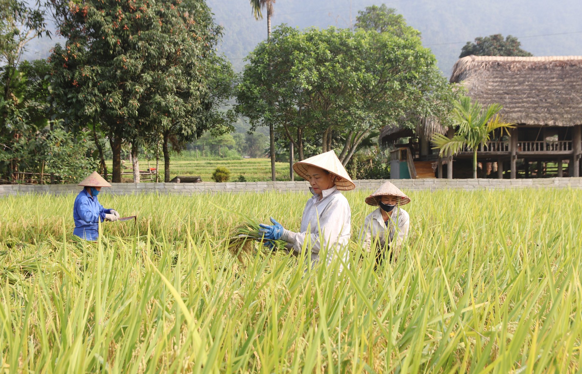 ប្រជាជននៅទីក្រុង Viet Quang (Bac Quang) ប្រមូលផលស្រូវដើមរដូវ។ រូបថត៖ Thu Phuong