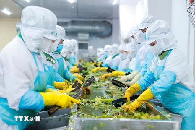 Sản xuất sản phẩm từ cây nha đam tại Công ty Cổ phần Thực phẩm Cánh Đồng Việt - VietFarm (thành viên của Công ty Cổ phần Thực phẩm G.C - GC Food) ở Khu công nghiệp Thành Hải, thành phố Phan Rang - Tháp Chàm, tỉnh Ninh Thuận.