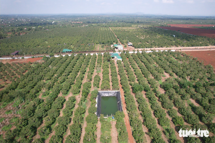 sầu riêng  - Ảnh 2.