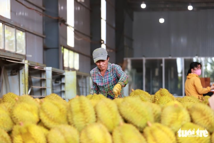 Phải kiểm soát chất lượng sầu riêng từ vườn đến từng công hàng xuất khẩu - Ảnh 6.