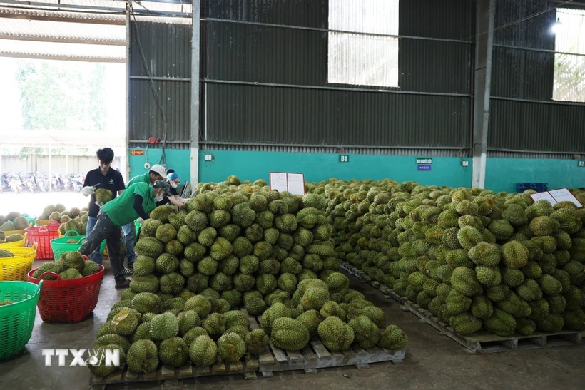 នាយក​រដ្ឋមន្ត្រី​បញ្ជា​ការ​រៀបចំ​រចនាសម្ព័ន្ធ​ផលិតកម្ម​ឡើង​វិញ ជំរុញ​ការ​នាំ​ចេញ​ទុរេន​ប្រកប​ដោយ​និរន្តរភាព