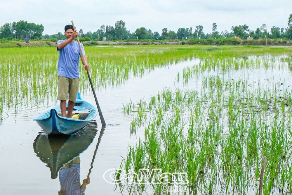 Anh Thạch Văn Tình phát triển mô hình lúa - tôm nhờ nguồn vốn tín dụng chính sách hỗ trợ.