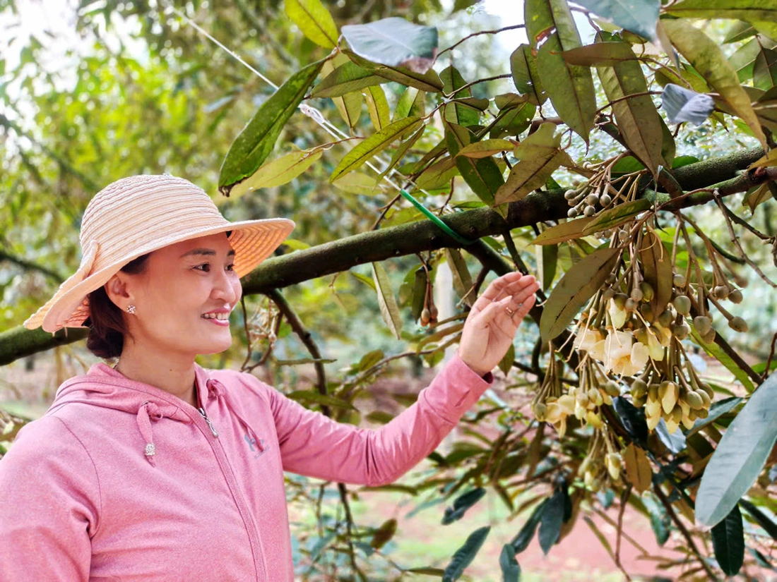 sầu riêng - Ảnh 1.