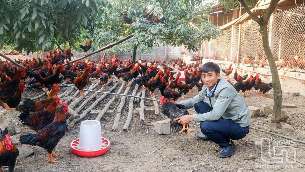 Bình quân giá trị sản xuất của một trang trại ở khu vực nông thôn của tỉnh Thái Nguyên đạt 2,2 tỷ đồng/năm.