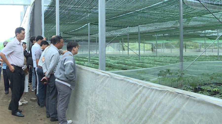 lanh-dao-cac-don-vi-tham-quan-mo-hinh-trong-sam-ngoc-linh-va-sam-lai-chau-anh-doan-binh.jpg