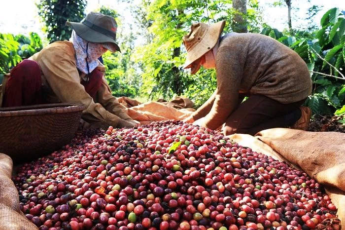 Coffee export price increased by 67.6%