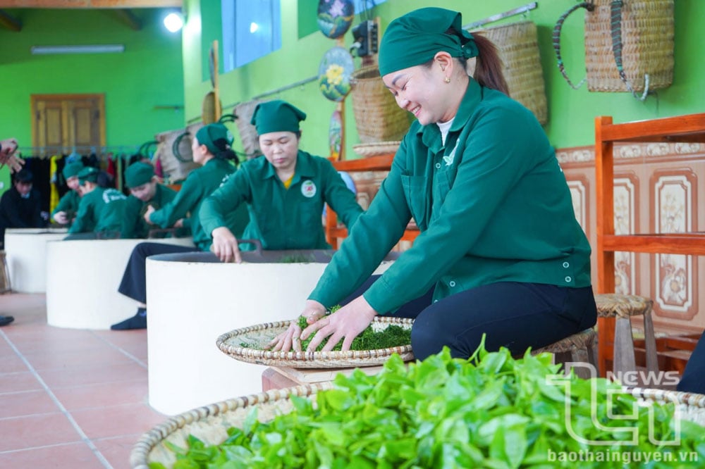 Miembros de la Cooperativa de Té Hao Dat, comuna de Tan Cuong (ciudad de Thai Nguyen) procesan té verde especial.