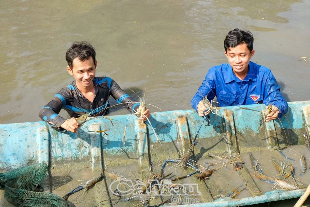 Nông dân thu hoạch tôm càng xanh đạt năng suất cao nhờ áp dụng mô hình xen canh lúa - tôm.