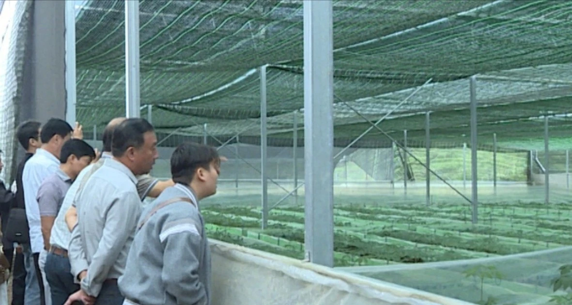 Visiting high-tech ginseng growing project in Lai Chau province
