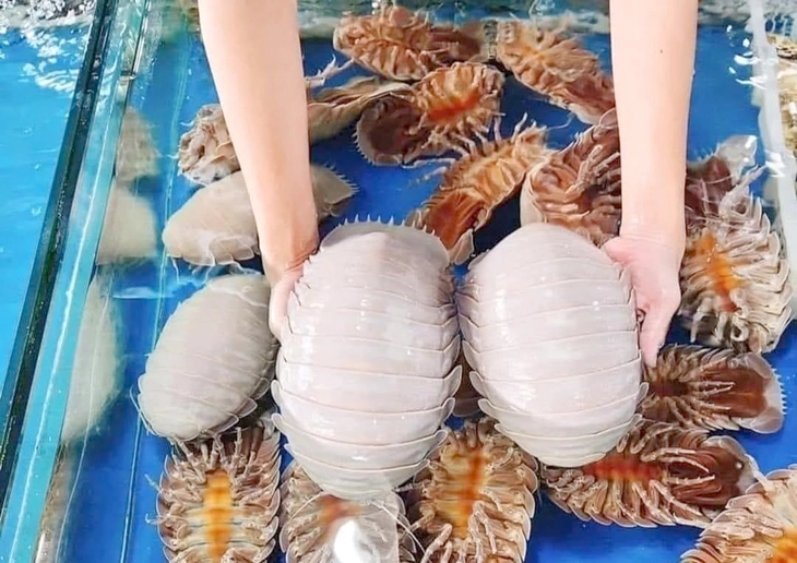 bọ biển - Ảnh 2.