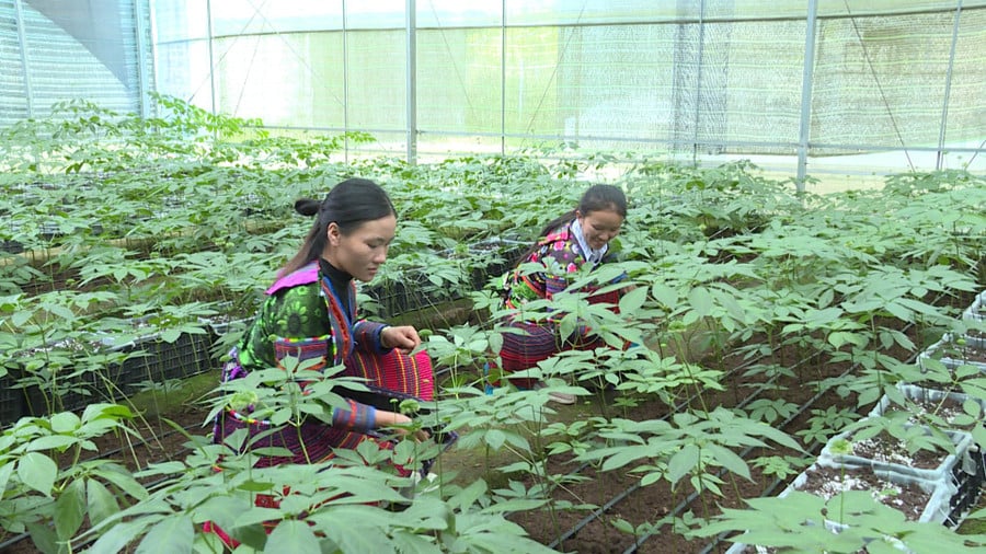 dong-bao-dan-toc-thieu-so-mong-hoa-cham-soc-sam-ngoc-linh-anh-doan-binh.jpg
