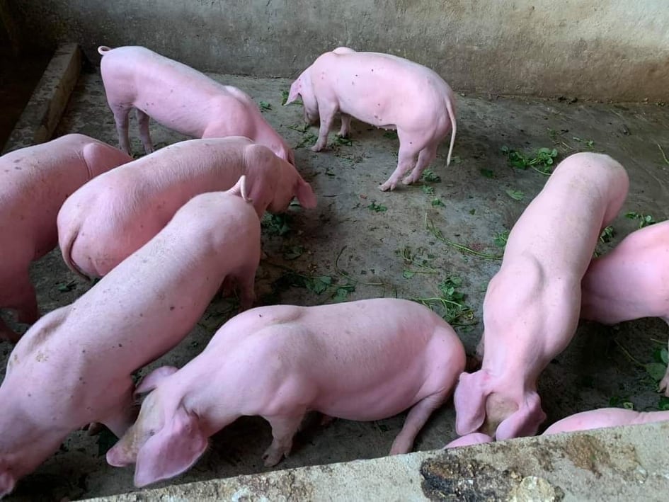 Giá heo hơi hôm nay 265 Tiếp tục lặng sóng