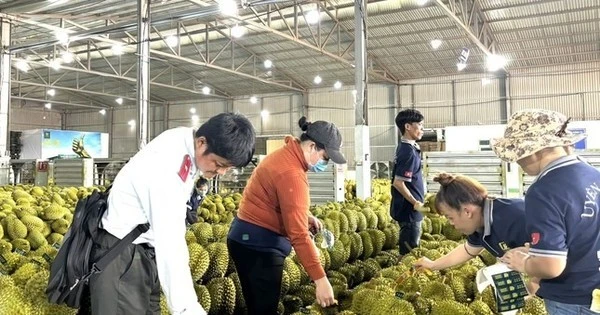 Where will Vietnamese durian go?