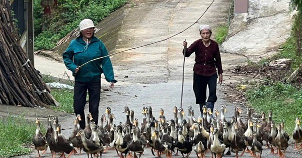 Phu Tho: Supporting over 3,000 women to develop their economy
