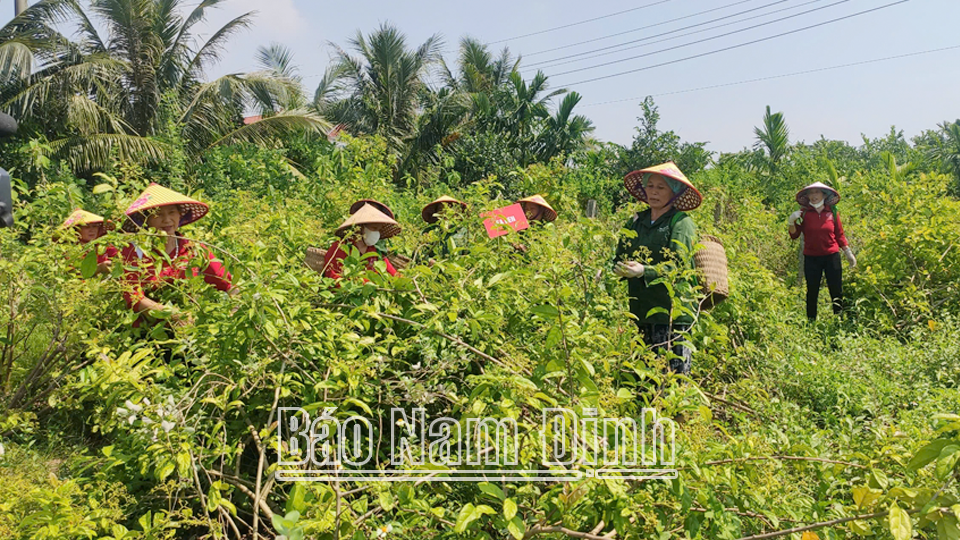 HTX Dược liệu sinh thái Ngọc Trà của chị Đỗ Thị Gấm ở xã Hải Tây (Hải Hậu) tạo việc làm cho nhiều hội viên phụ nữ.