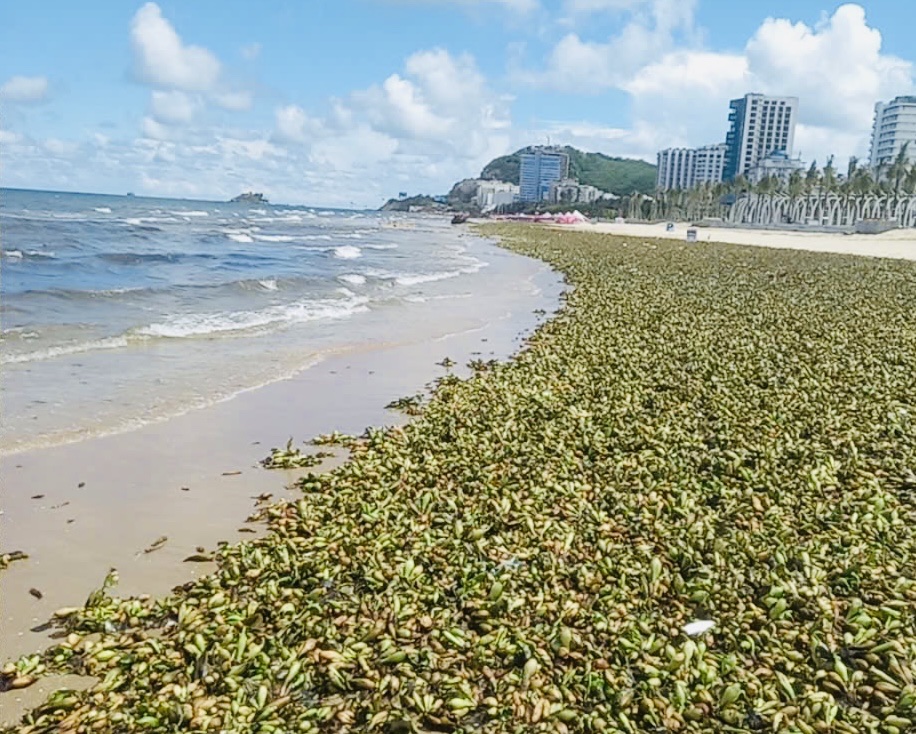 Rác đại dương ồ ạt tấn công biển Bãi Sau, TP. Vũng Tàu kéo dài hơn 3km