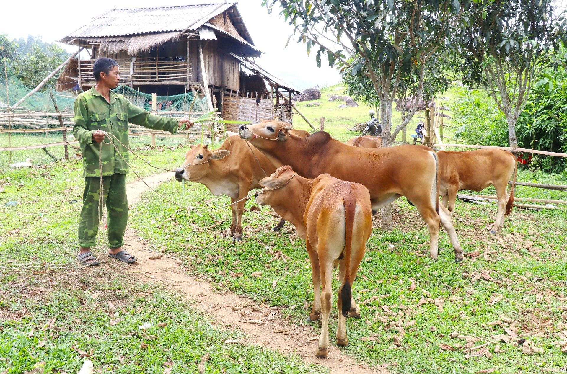 Với việc xây dựng trang trại đã mang lại hiệu quả với ông Lù Văn Điếng (bản Đin Đanh).