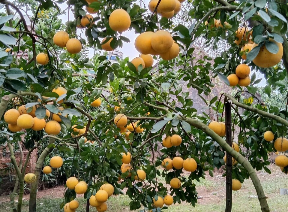 Bí quyết thoát nghèo, đưa bưởi Diễn ở miền núi Hòa Bình vươn ra biển lớn ảnh 3