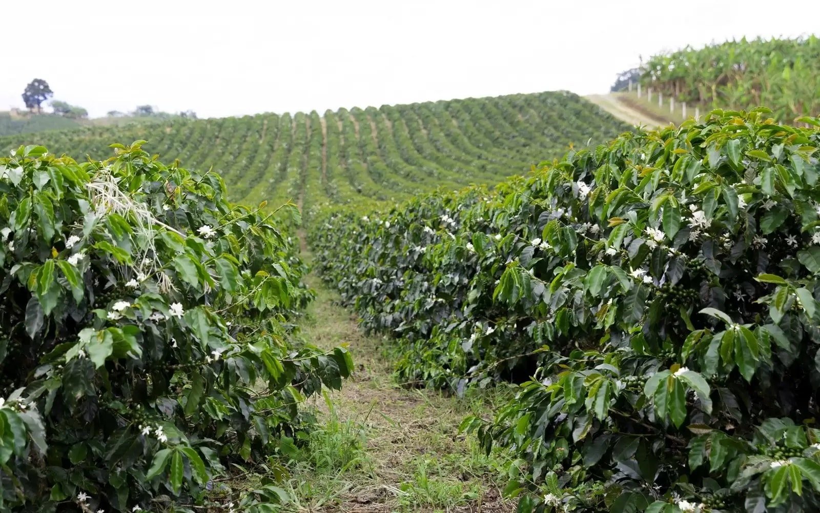 Coffee price today 5/26/2025: Sharp decrease last week