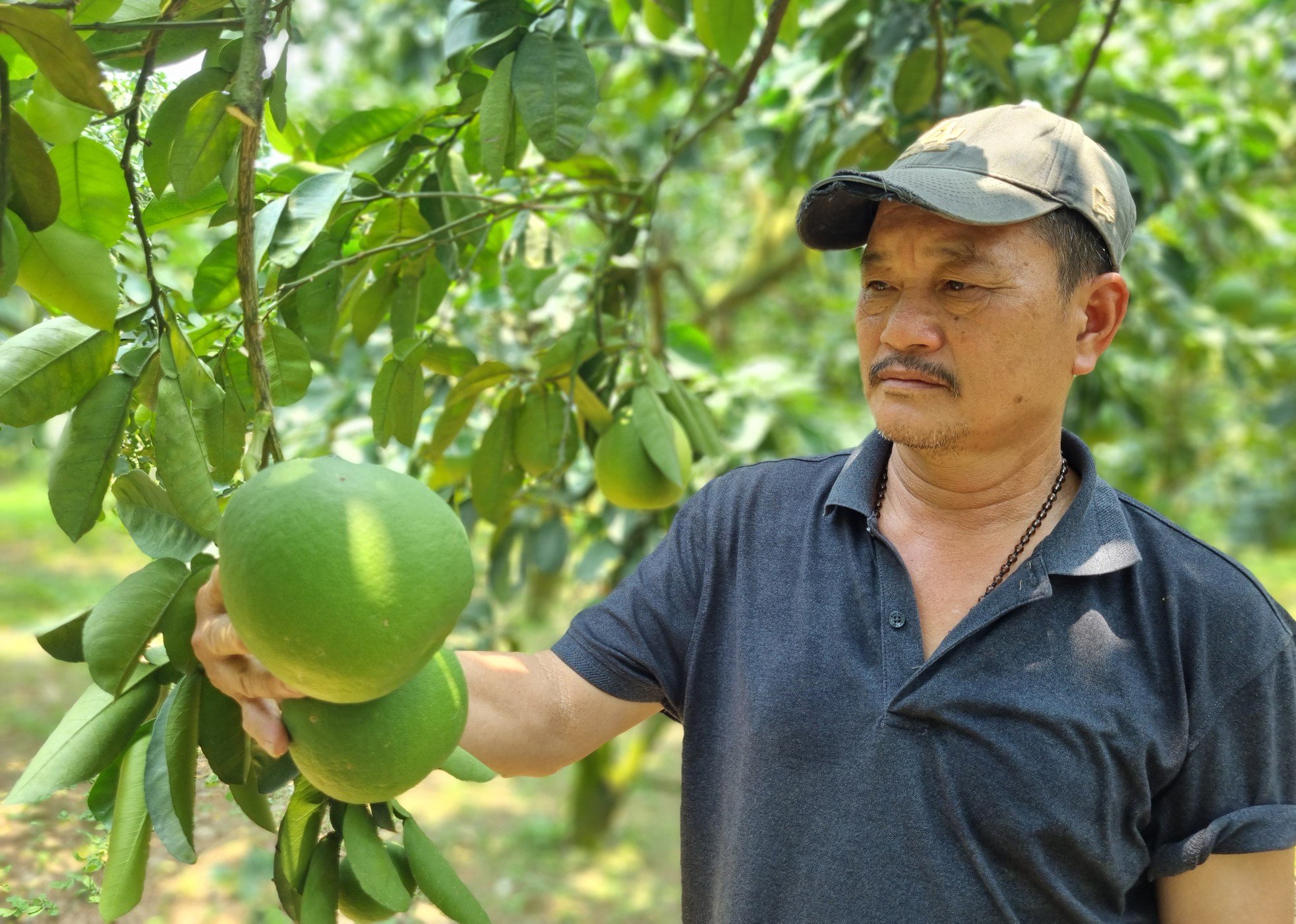Bí quyết thoát nghèo, đưa bưởi Diễn ở miền núi Hòa Bình vươn ra biển lớn ảnh 4
