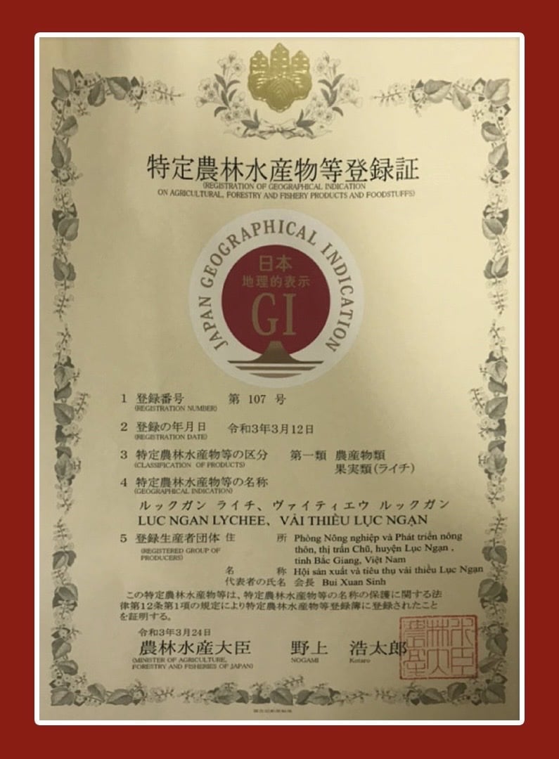 Tháng 3/2021, vải thiều Lục Ngạn được cấp bằng bảo hộ chỉ dẫn địa lý tại Nhật Bản. Ảnh: TL.